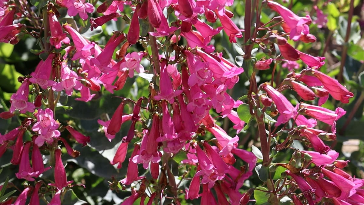 Penstemon clutei