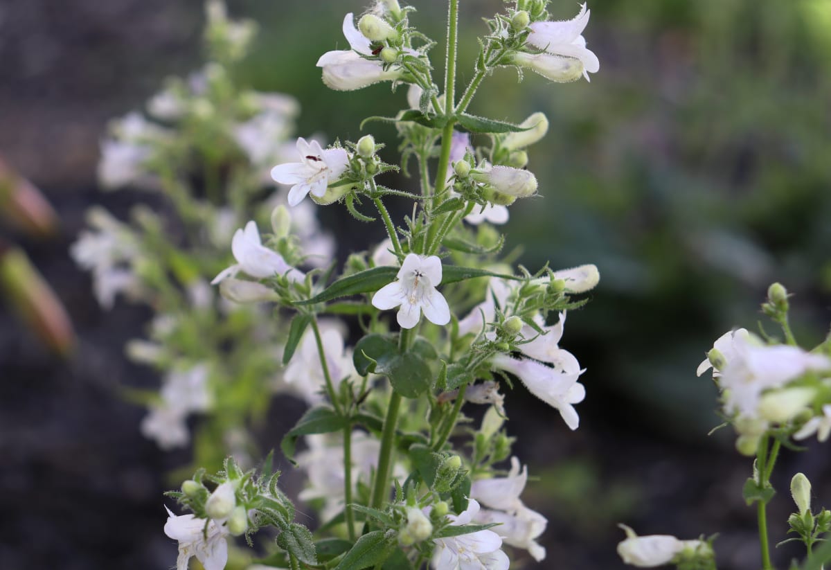 Penstemon laevigatus