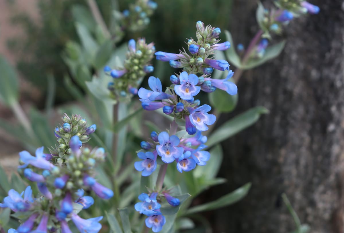 Penstemon nitidus