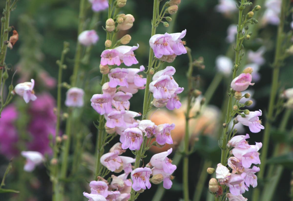 Penstemon palmeri
