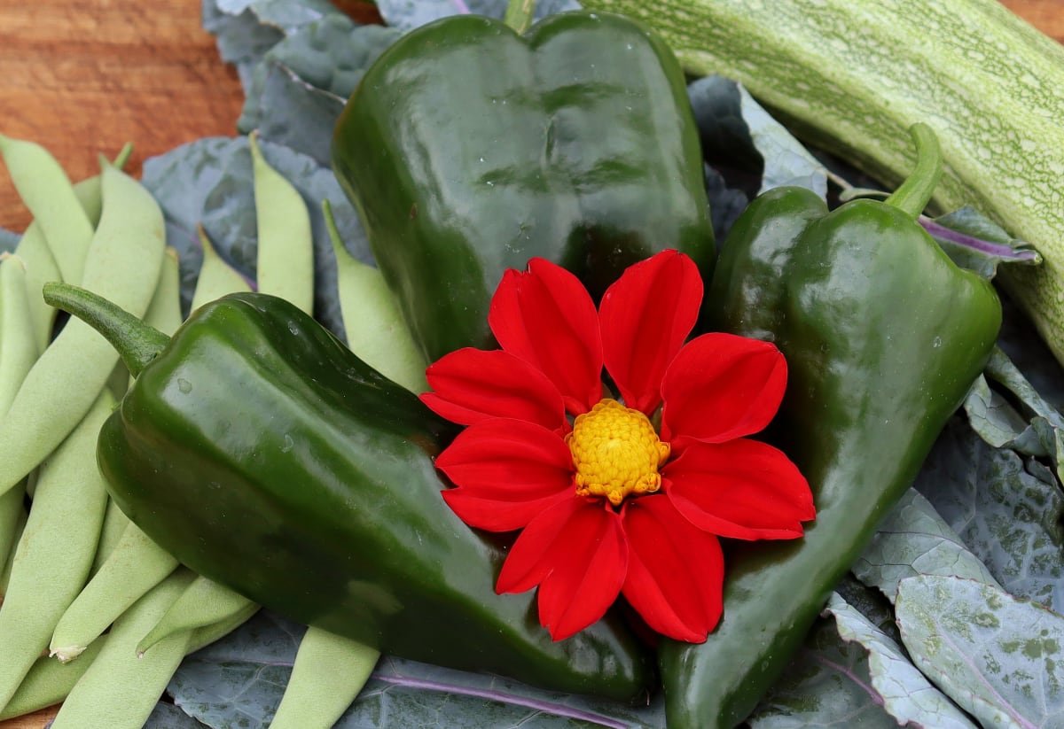 Pepper 'Poblano' (Ancho)