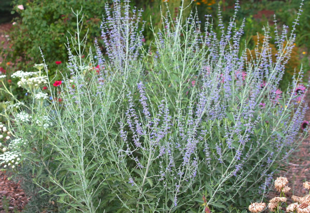 Perovskia atriplicifolia