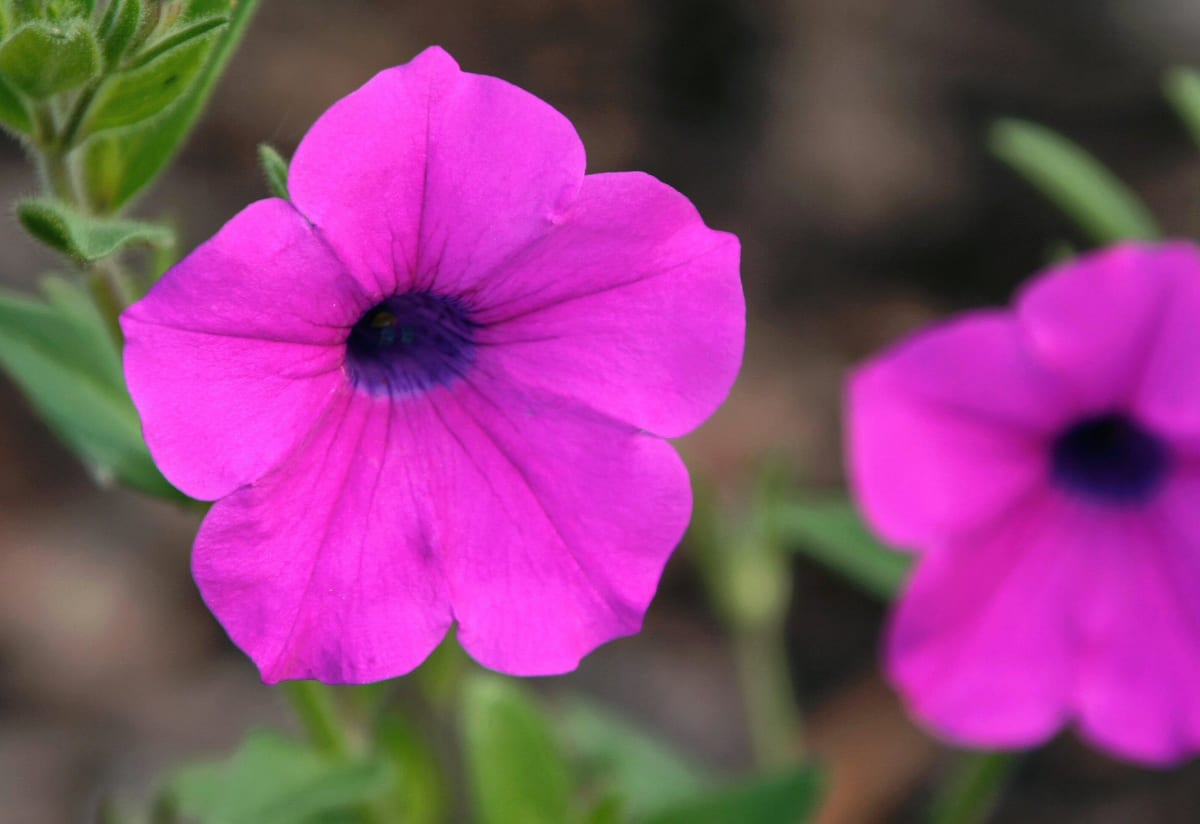 Petunia integrifolia