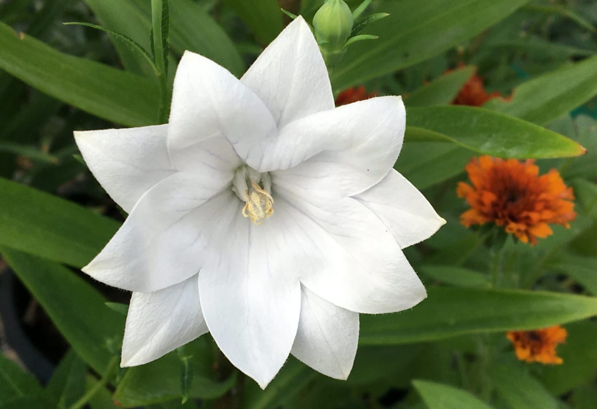 Platycodon grandiflorus 'Hakone White'