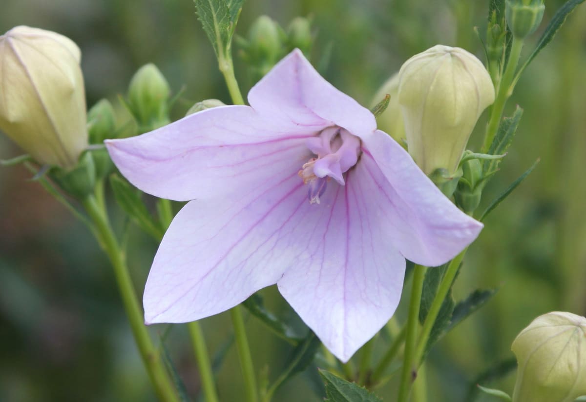 Platycodon grandiflorus 'Mother of Pearl'