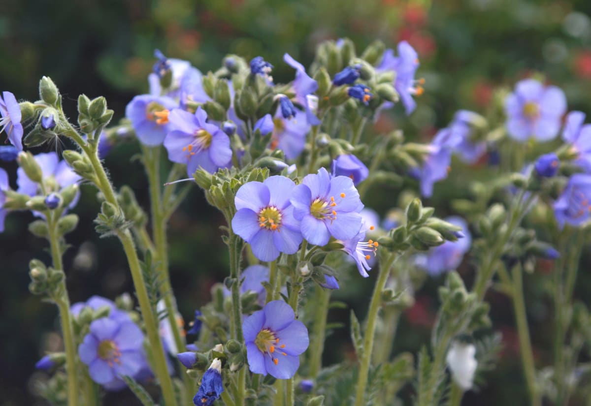 Polemonium boreale 'Heavenly Habit'