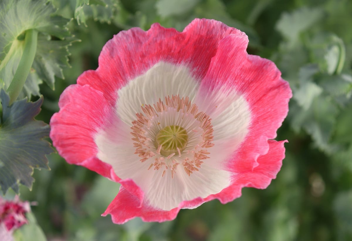Poppy 'Amphora'