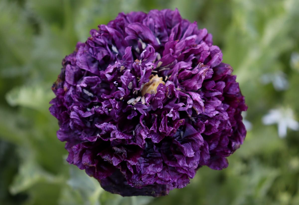 Poppy 'Black Peony'
