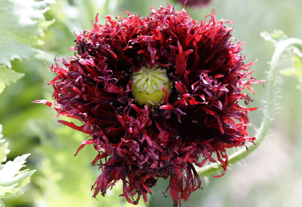 Poppy 'Black Swan'