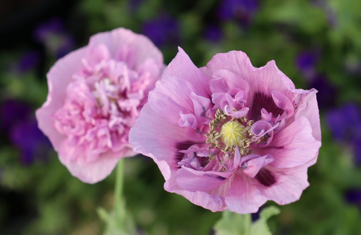 Poppy 'Double Purple'