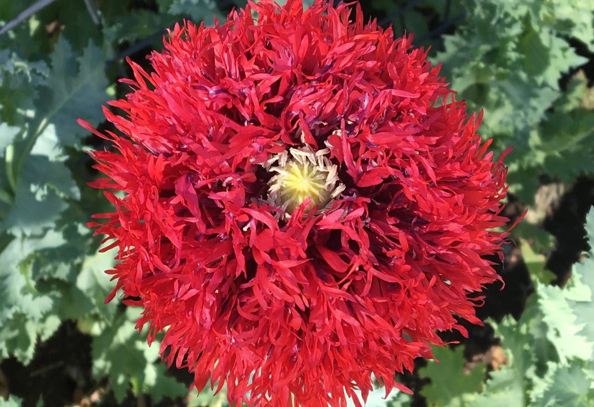 Poppy 'Feathered Mix'