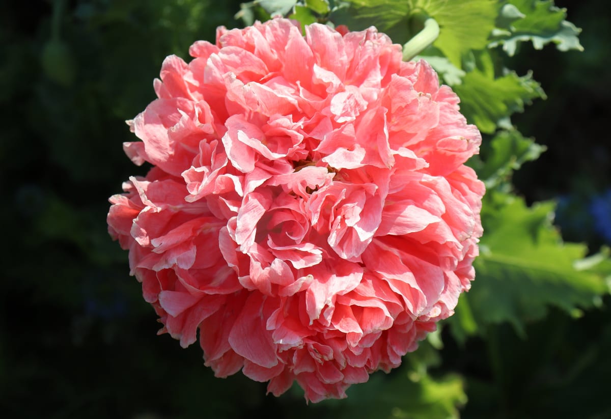 Poppy 'Frosted Salmon'