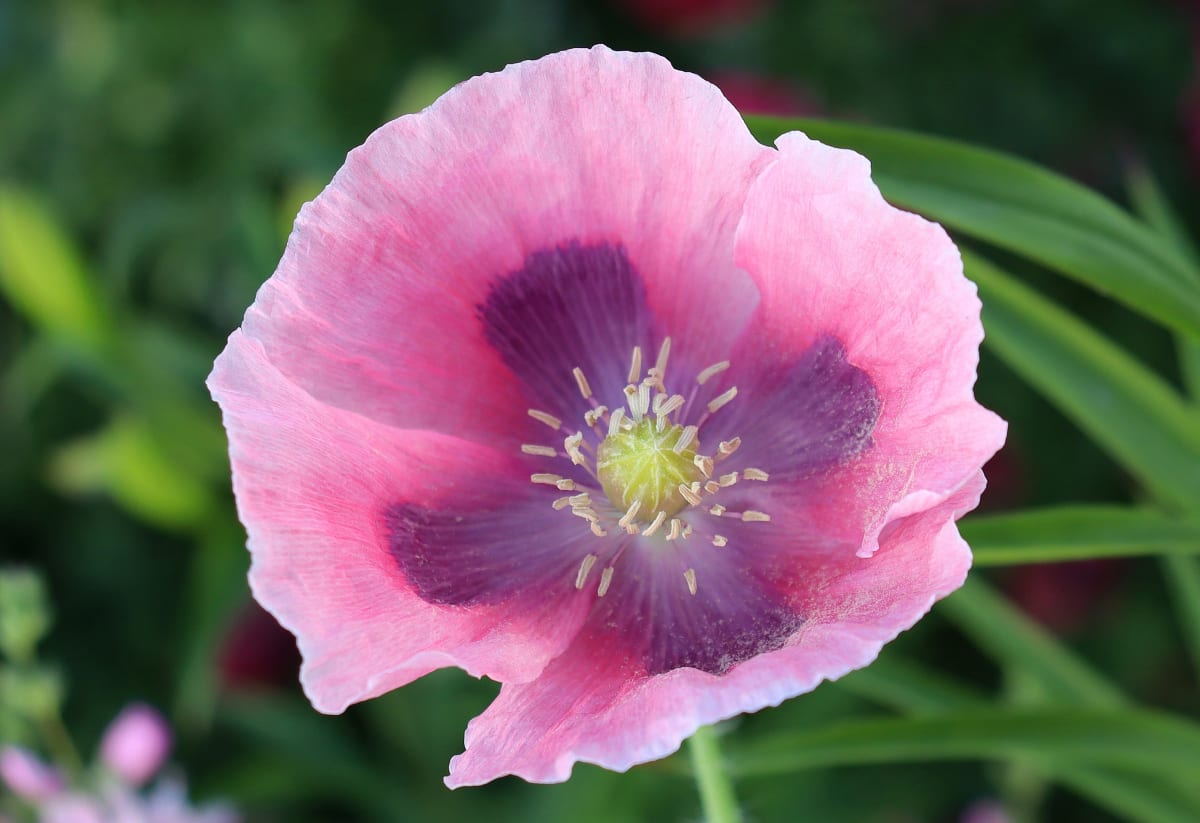 Poppy 'Giant Rattle'