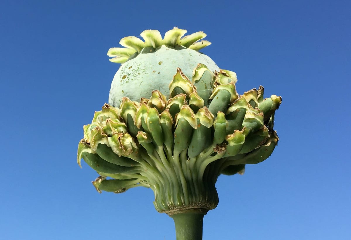 Poppy 'Hens and Chicks'