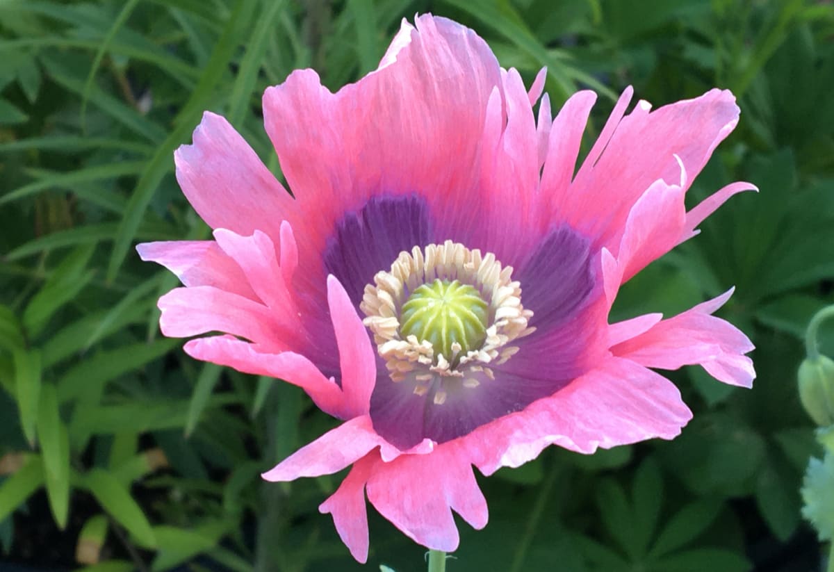 Poppy 'Imperial Pink'