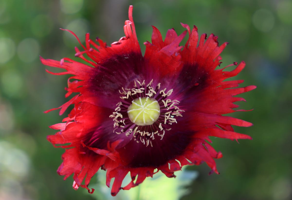Poppy 'Jimi's Flag'
