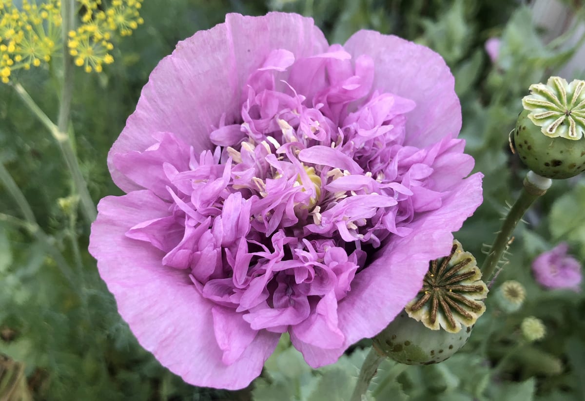Poppy 'Lavender Dress'