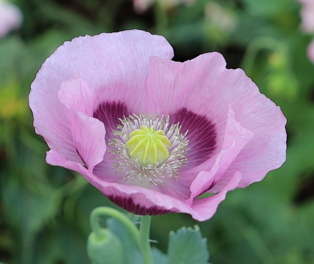 Poppy 'Monet's Poppy'