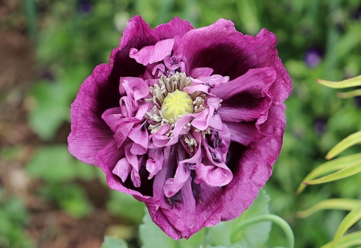 Poppy 'Purple Frilly English'