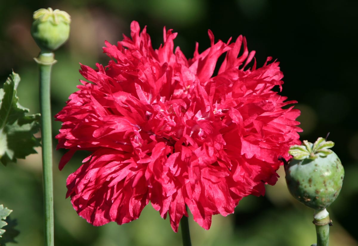 Poppy 'Red Peony'