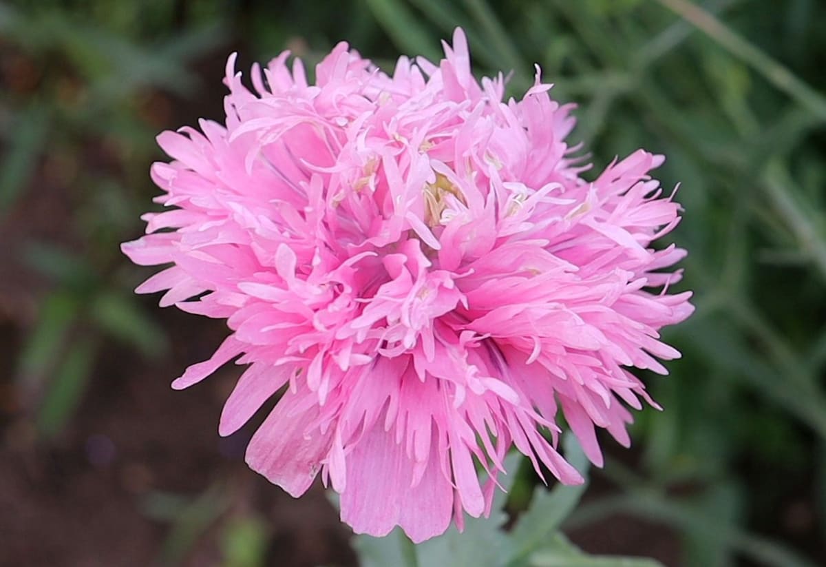 Poppy 'Rose Peony'