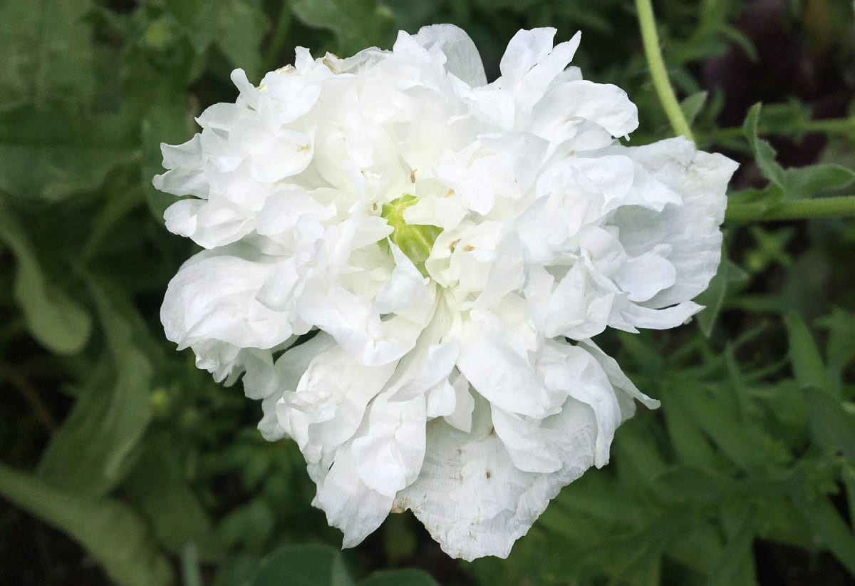 Poppy 'White Cloud'
