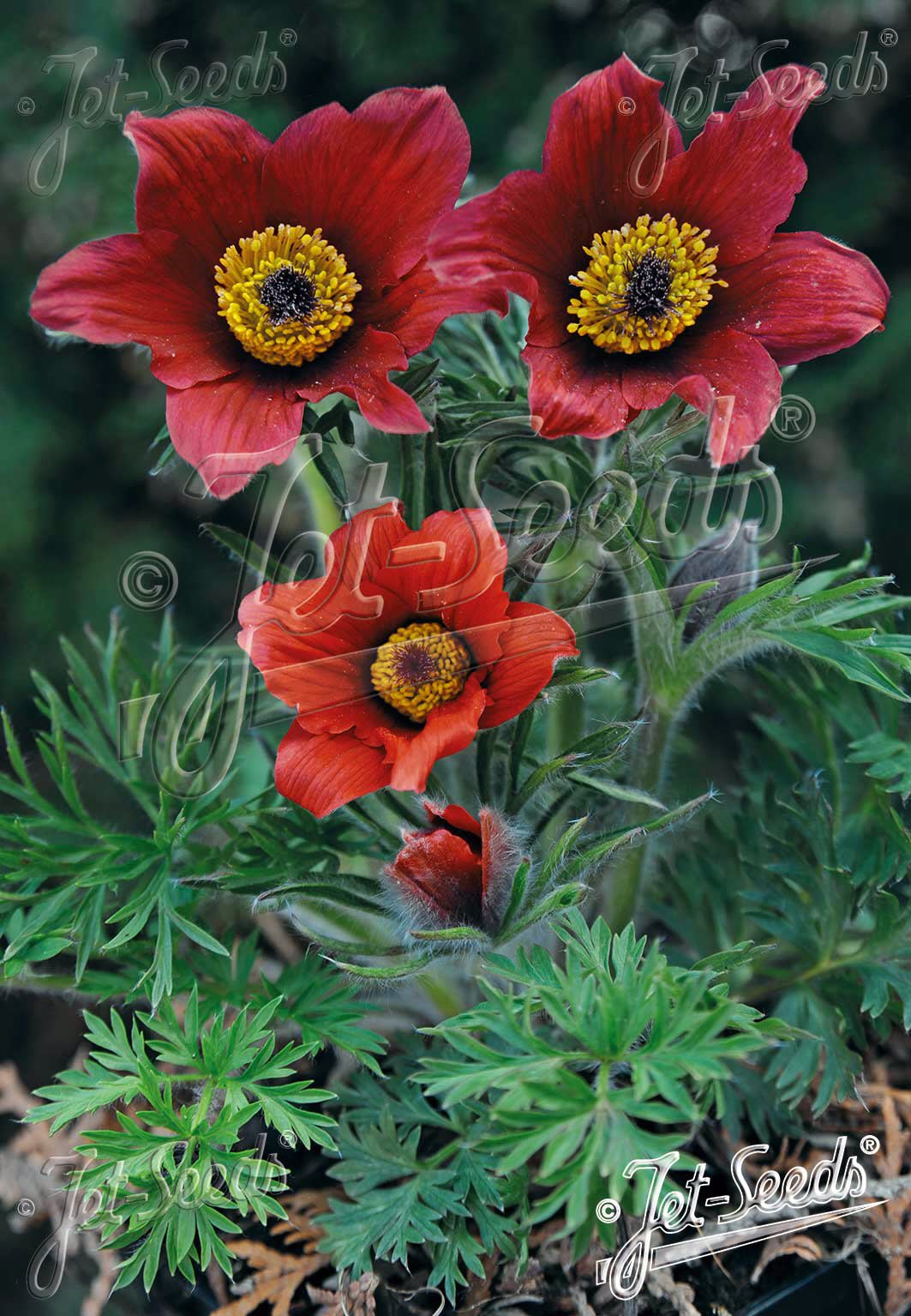 Pulsatilla vulgaris 'Red Bells'