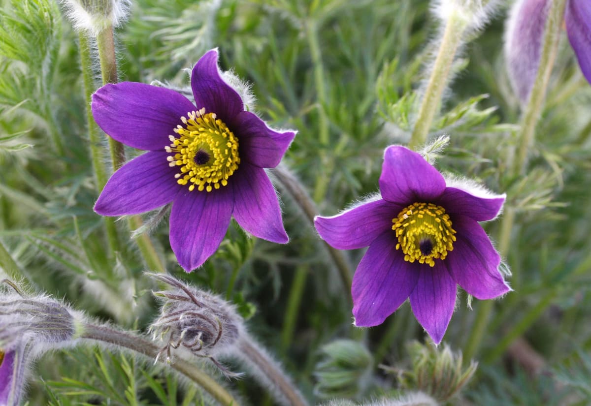 Pulsatilla vulgaris 'Violet Bells'