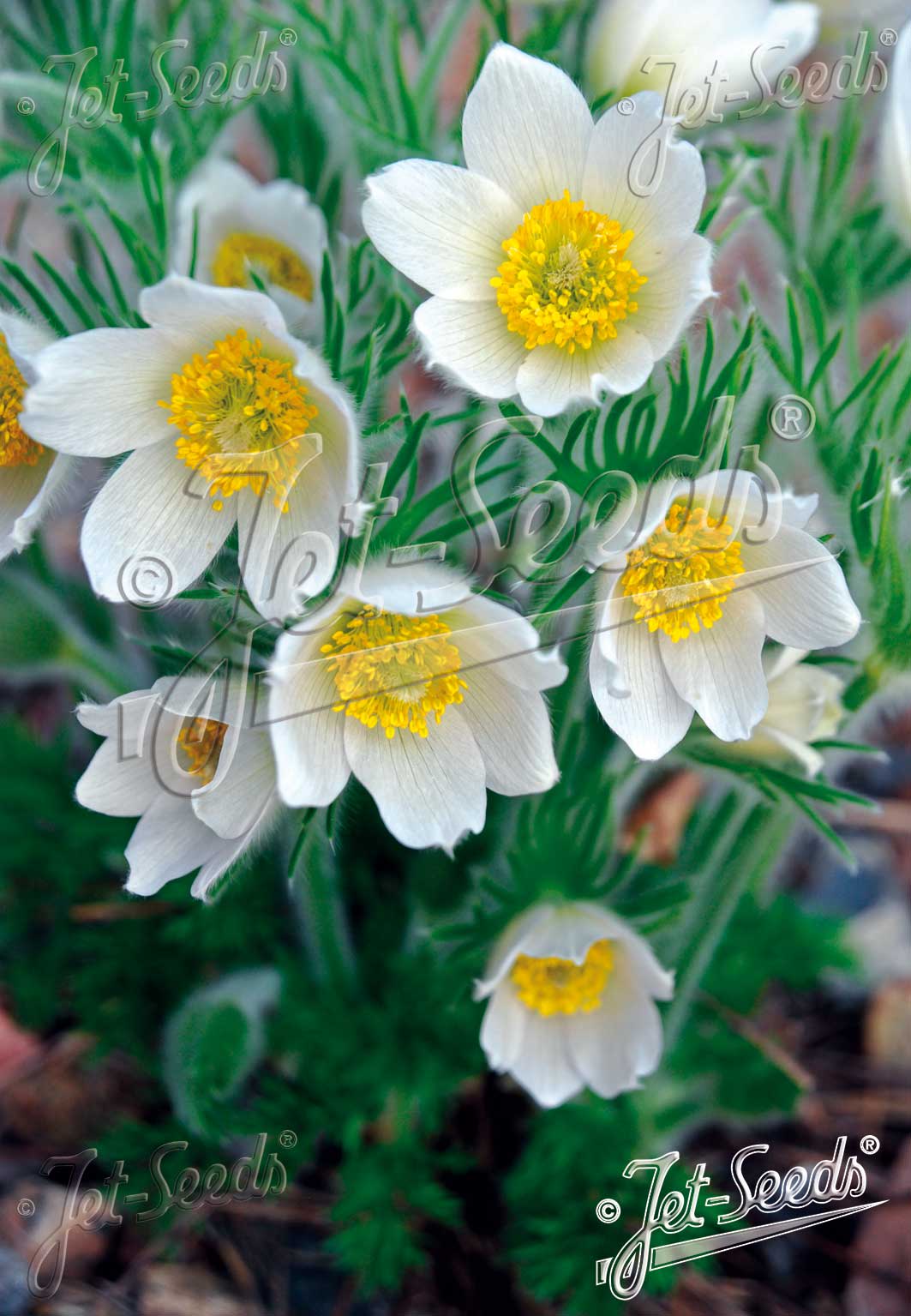 Pulsatilla vulgaris 'White Bells'