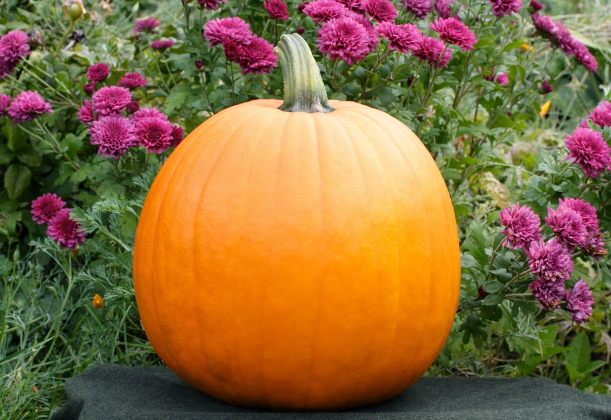 Pumpkin 'Howden's Field'