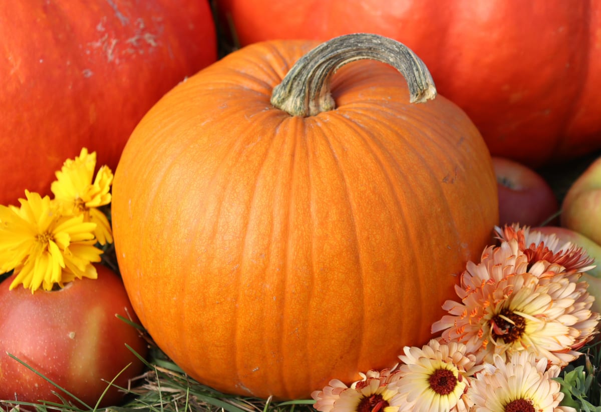Pumpkin 'Sugar Pie'
