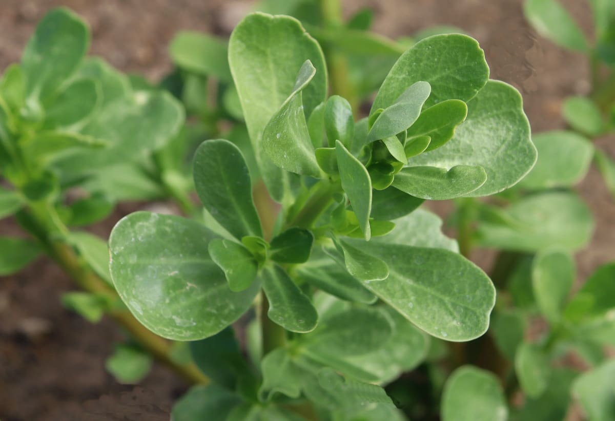 Purslane 'Tall Green'