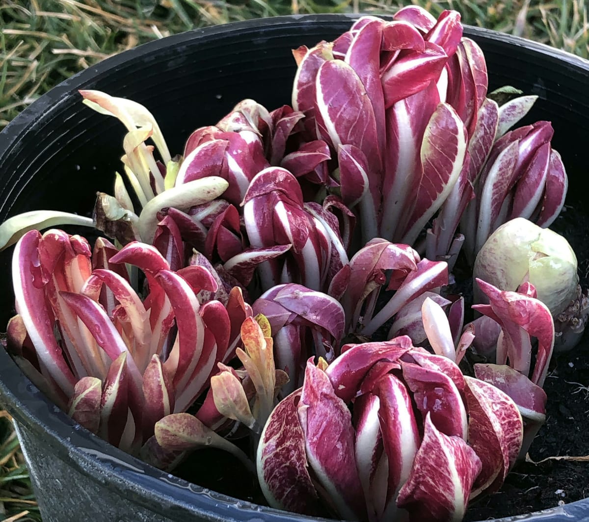 Radicchio 'Rossa di Treviso'