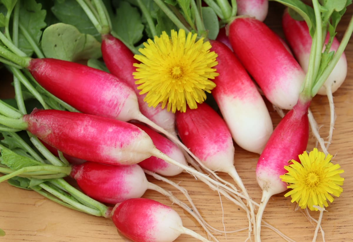 Radish 'French Breakfast'