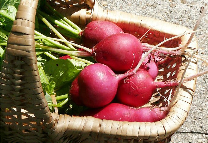Radish 'German Giant'