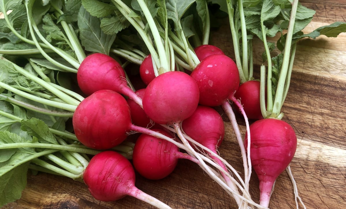 Radish 'German Giant'