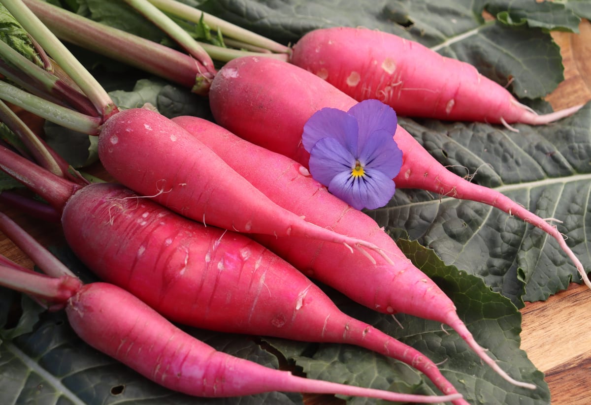 Radish 'Shunkyo'