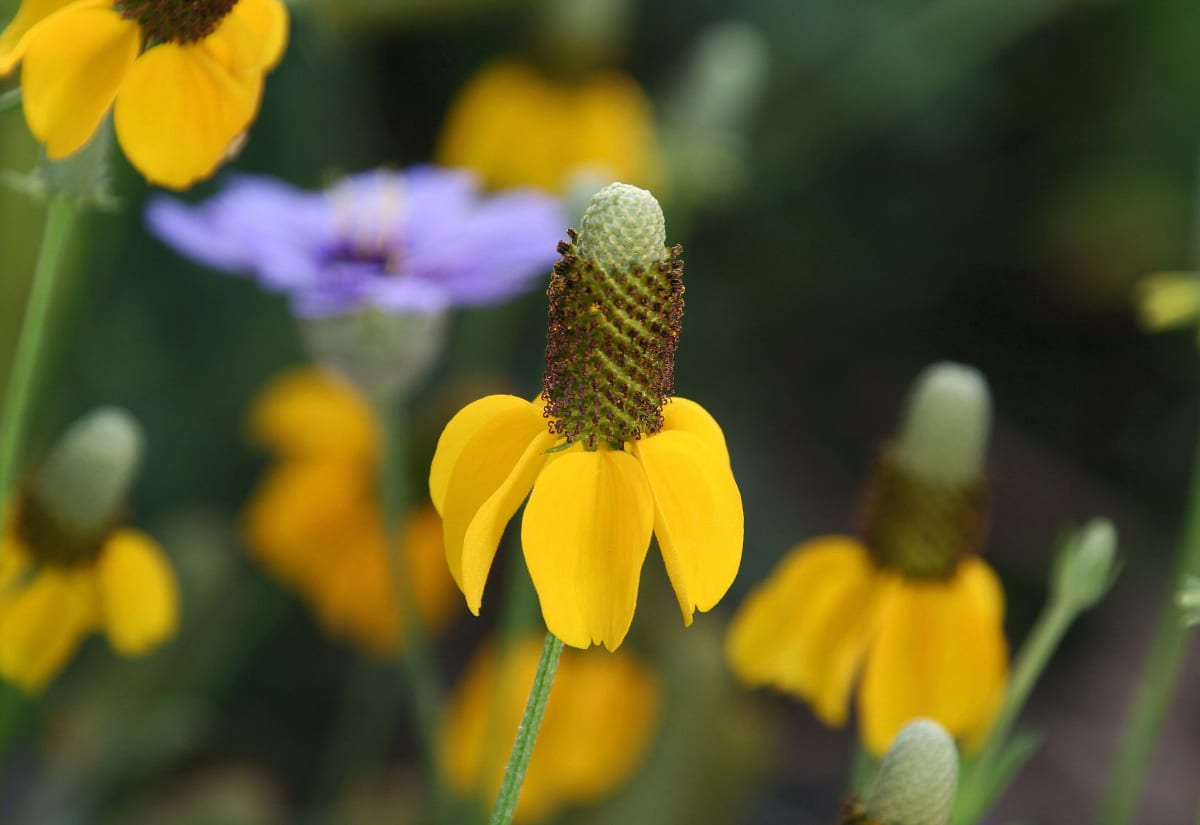 Ratibida columnifera Yellow