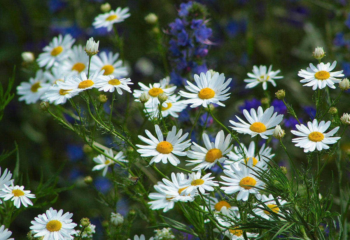 Roman Chamomile