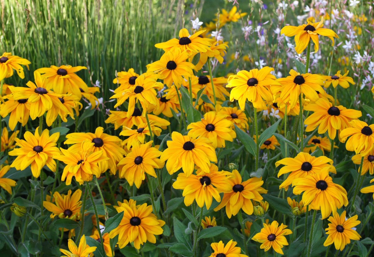 Rudbeckia 'Indian Summer'