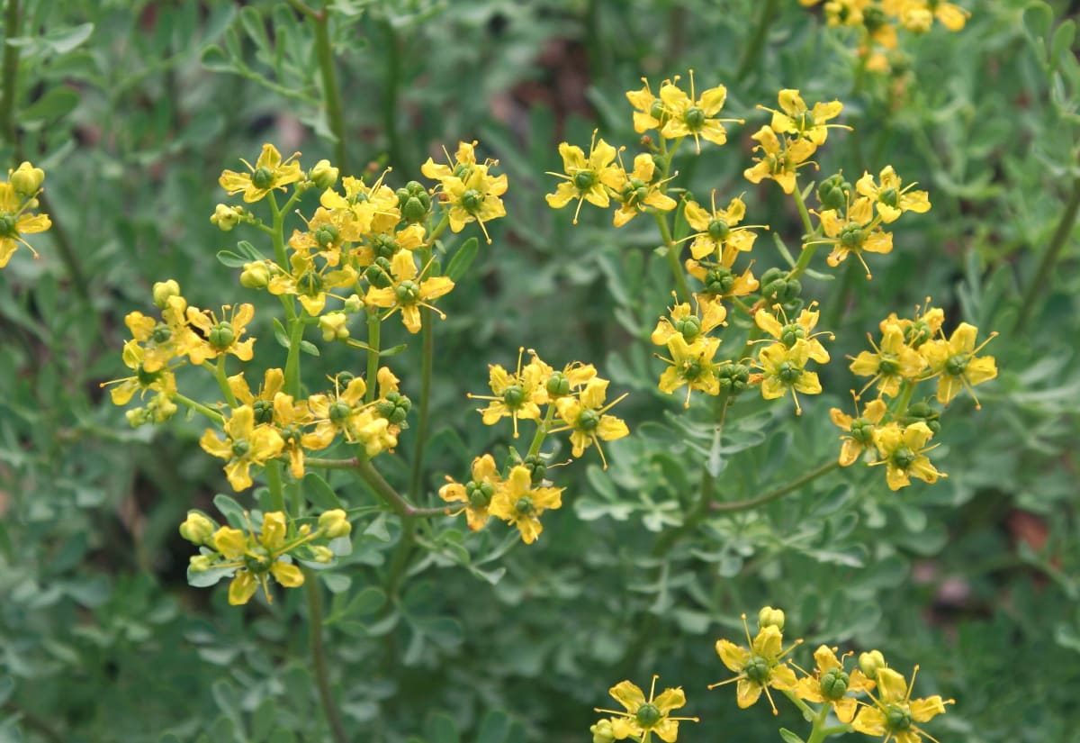 Ruta graveolens