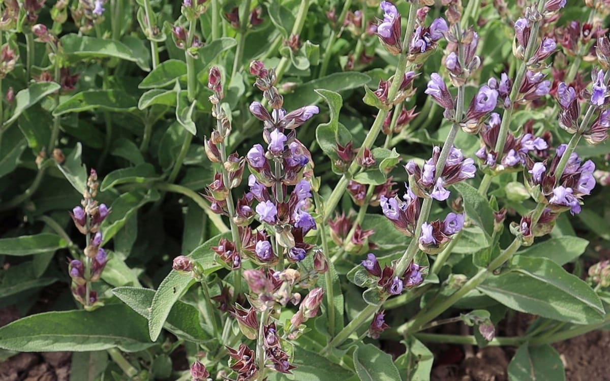Sage 'Casola Valsenio'