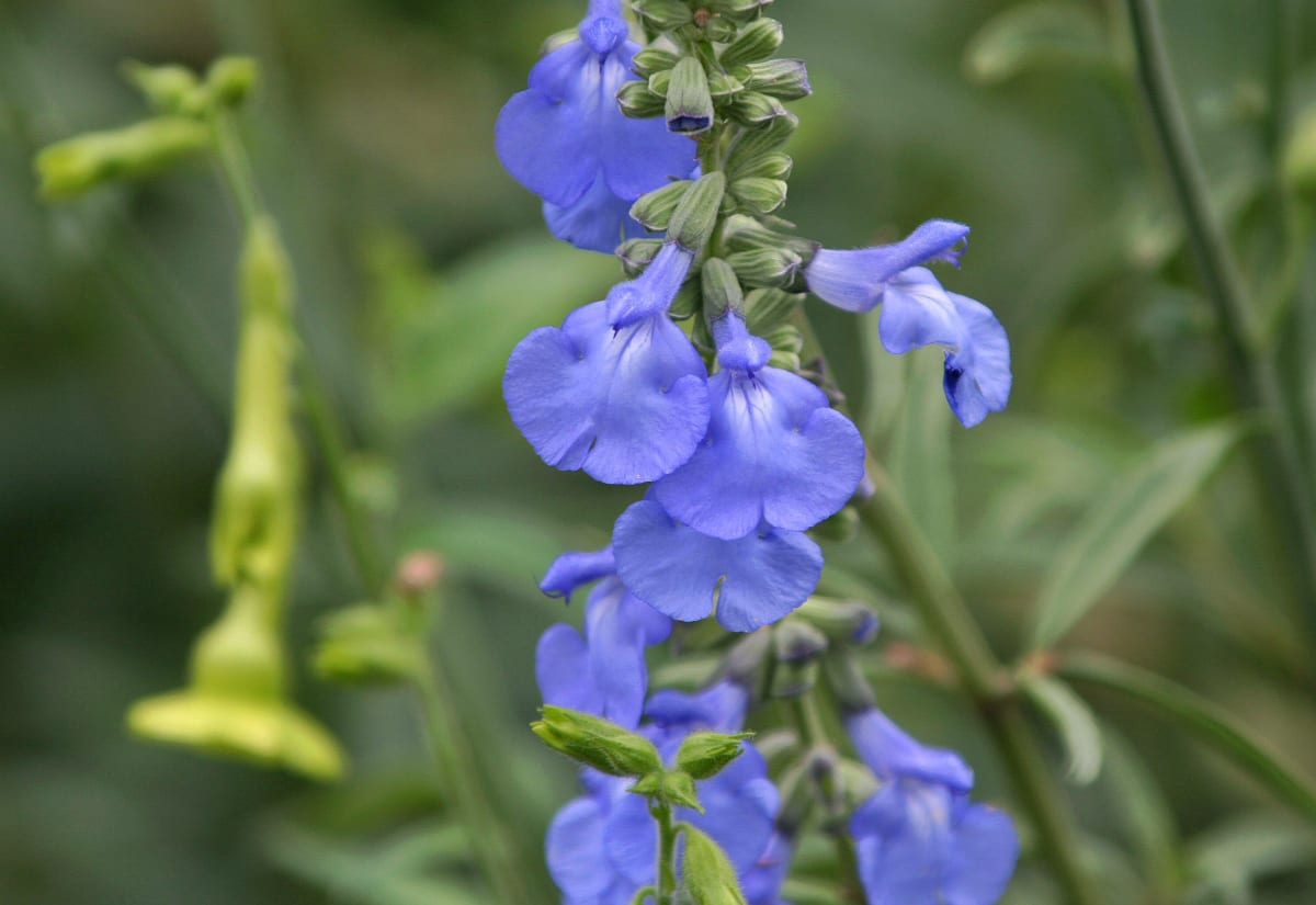 Salvia azurea