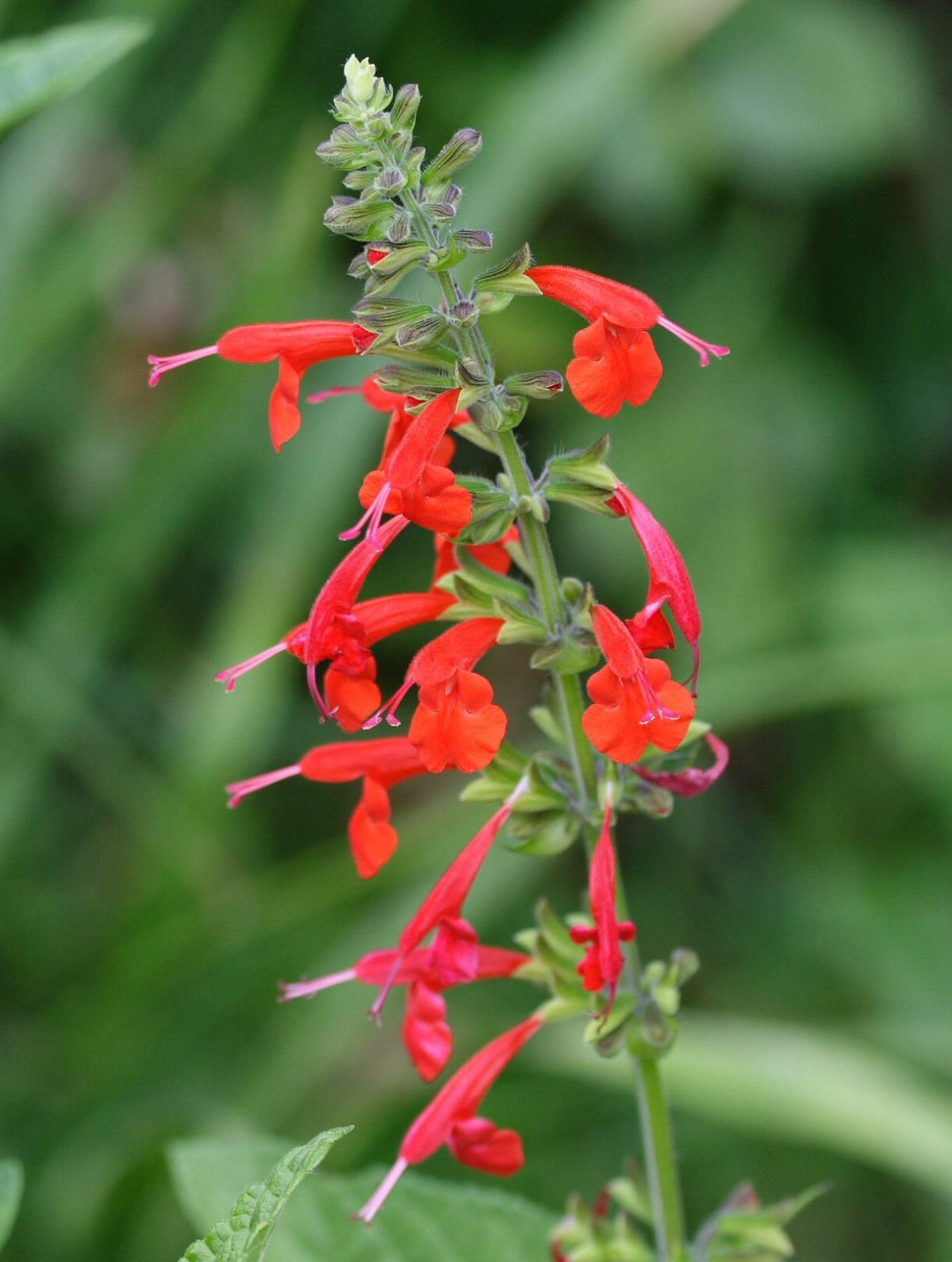 Salvia coccinea Red