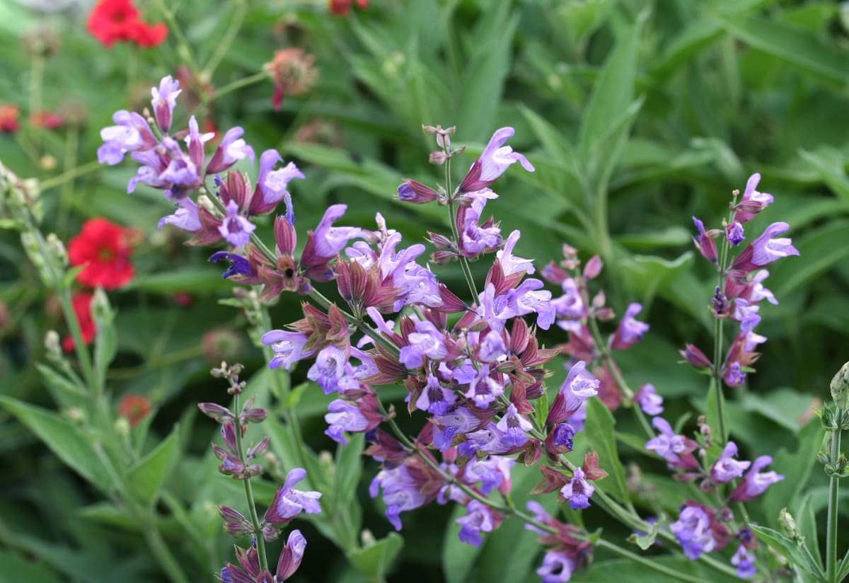 Common Sage