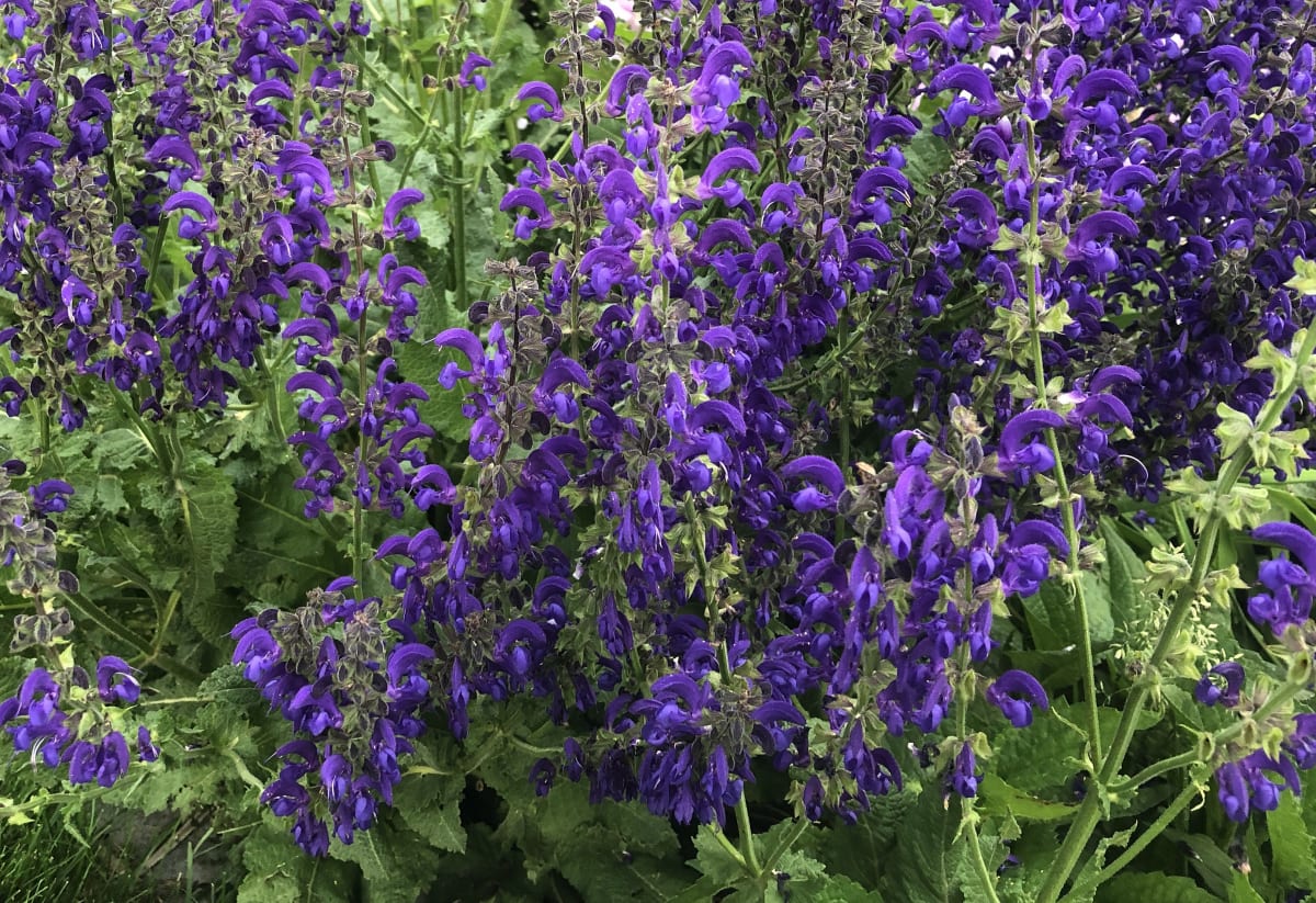 Salvia pratensis 'Twilight Serenade'