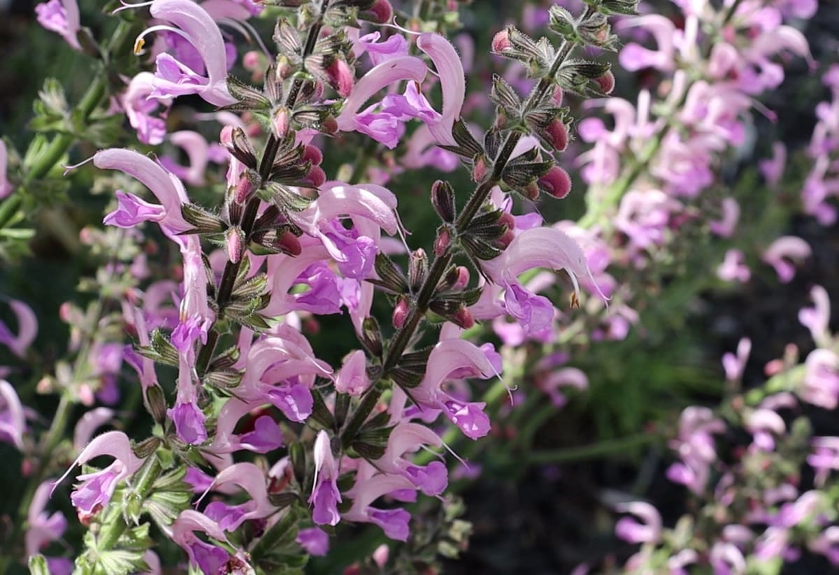 Salvia pratensis 'Rose Rhapsody'