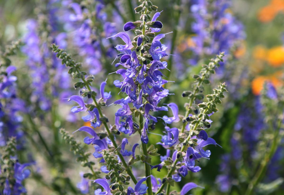 Salvia transsylvanica 'Blue Spires'