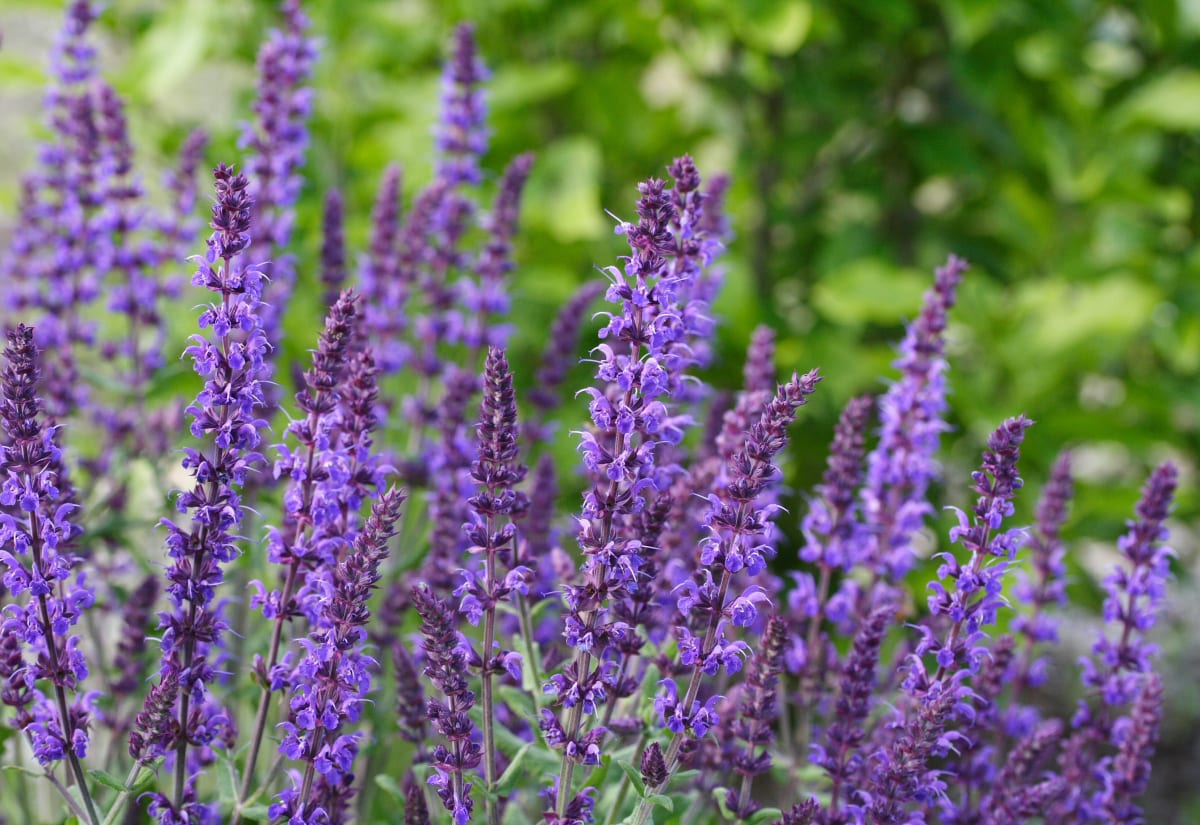 Salvia 'Violet Queen'