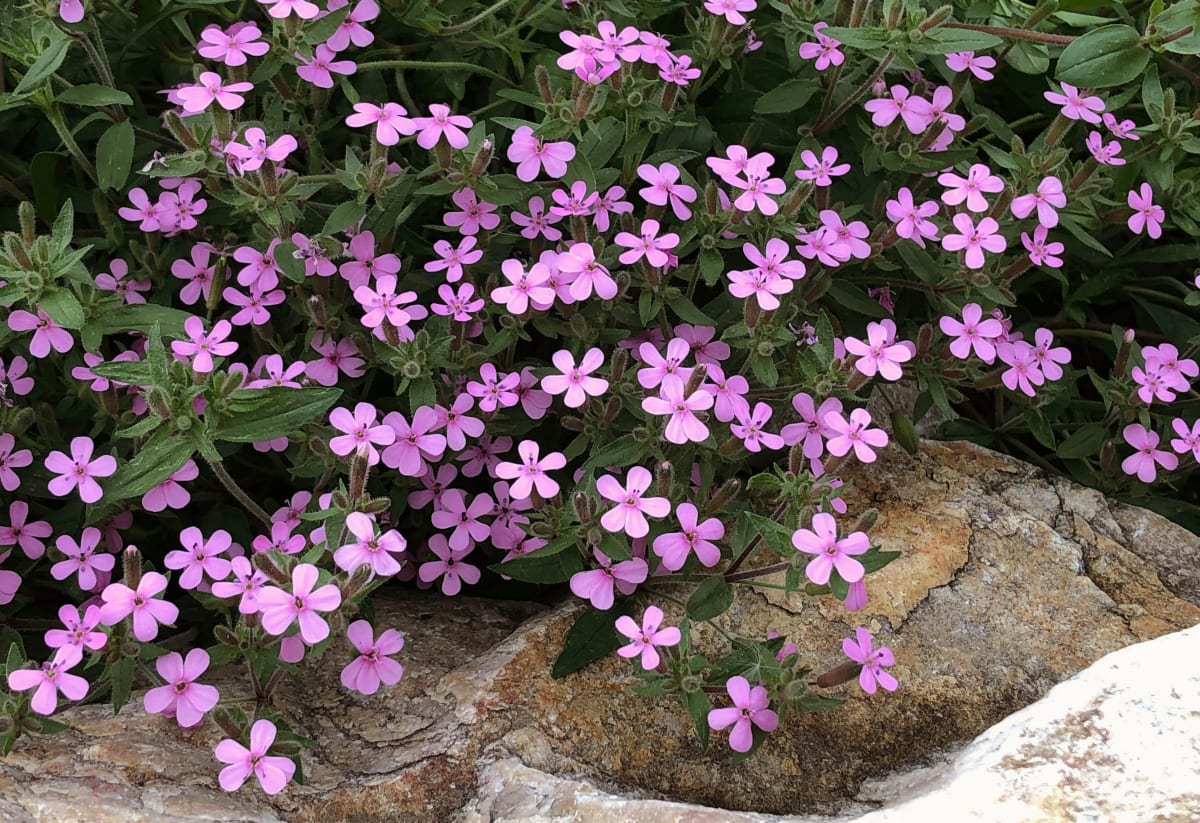 Saponaria ocymoides